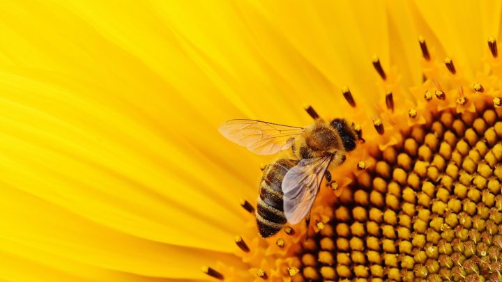 abeille sur tournesol action associative